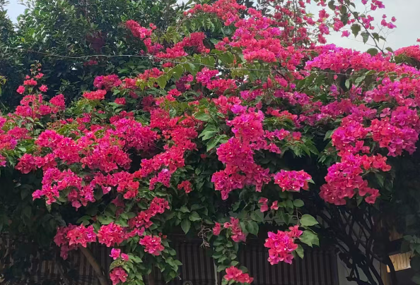 郑州启“算”：中国最大科学智能集群投用 AI科研新基建里程碑